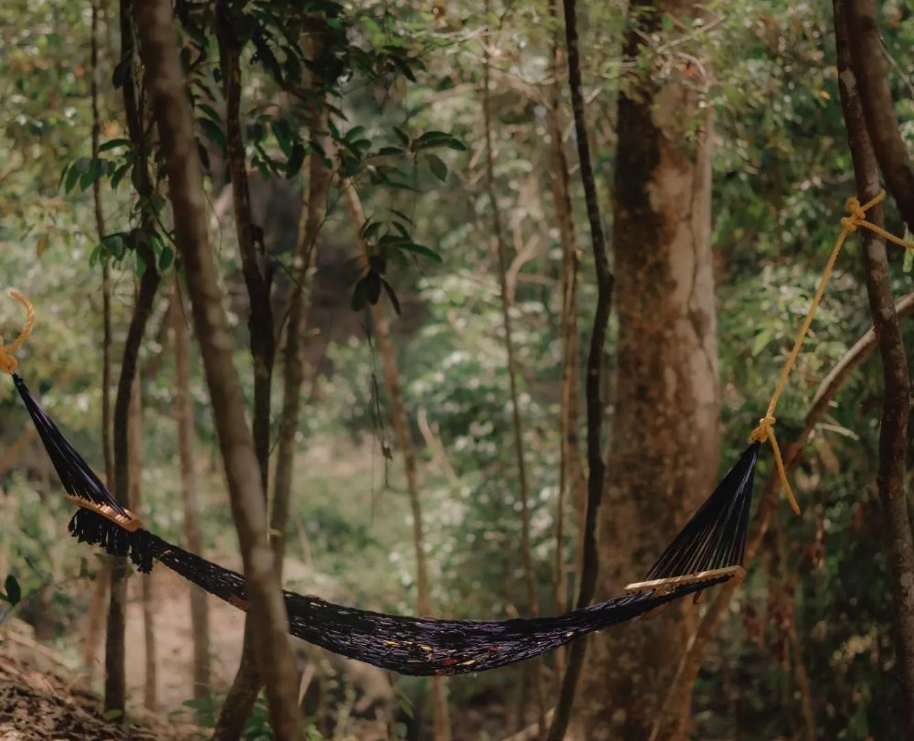 Wonderwoods Tent Camping Munnar